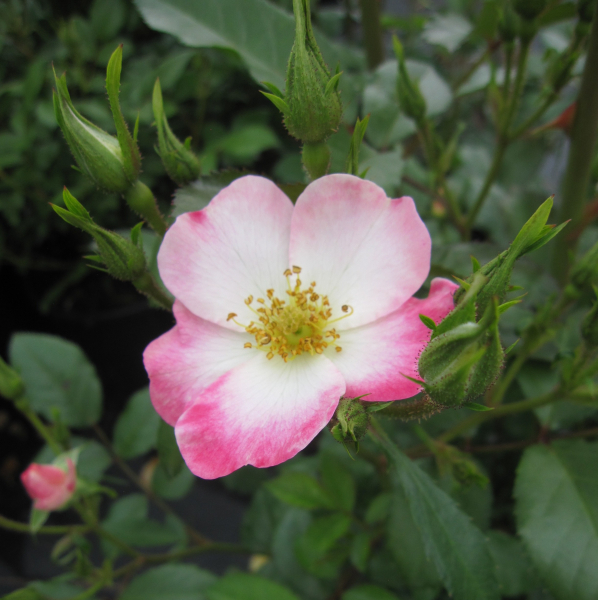 Strauchrose Bukavu 1