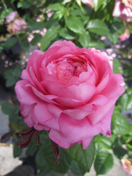 Rosa Chantal Merieux 1