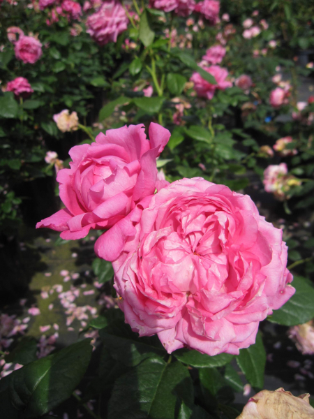Rosa Chantal Merieux 2