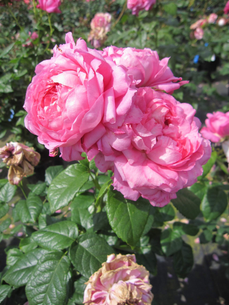 Rosa Chantal Merieux 3