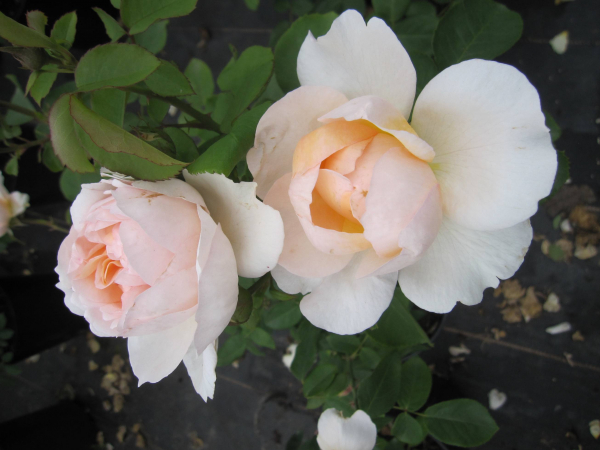 Strauchrose Emily Bronte 2