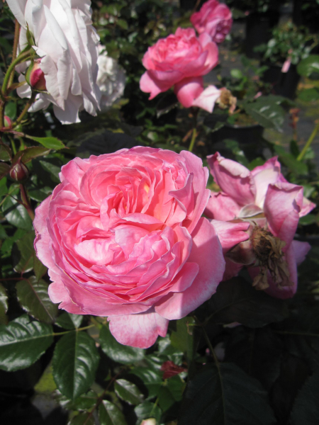 Strauchrose Herkules 1