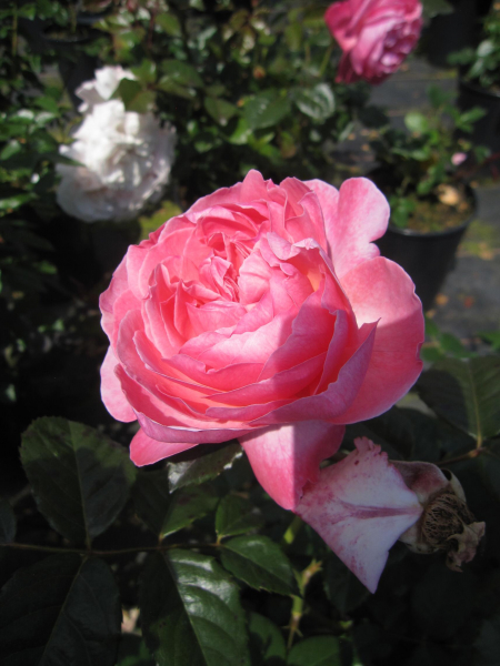 Strauchrose Herkules 2
