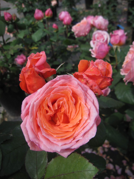 Rosa Institut Lumiere 2