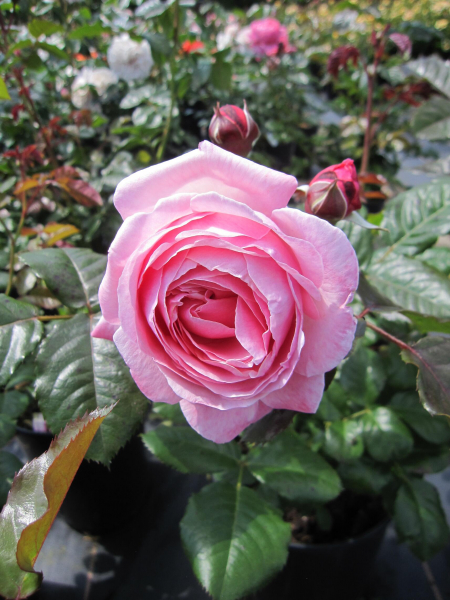 Strauchrose Kölner Flora 2