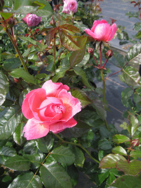 Strauchrose Kölner Flora 3