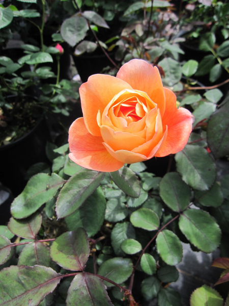 Rose Lady Emma Hamilton