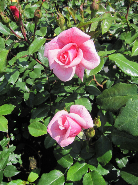 Strauchrose Lancelot  2