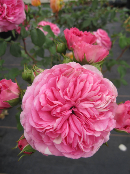 Strauchrose Louise Odier 1