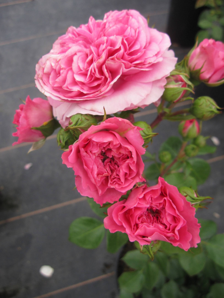 Strauchrose Louise Odier 2