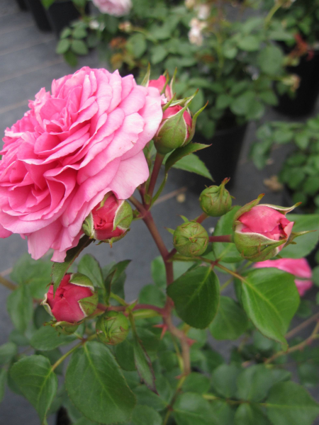 Strauchrose Louise Odier 3