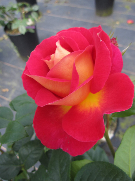 Edelrose Malaica 1
