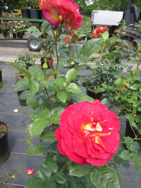 Edelrose Malaica 3