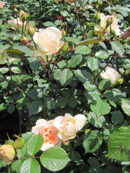Strauchrose Matthias Claudius 4