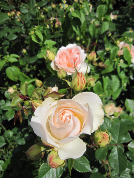 Strauchrose Matthias Claudius 2