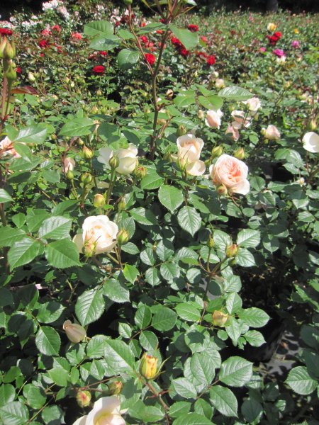 Strauchrose Matthias Claudius 3