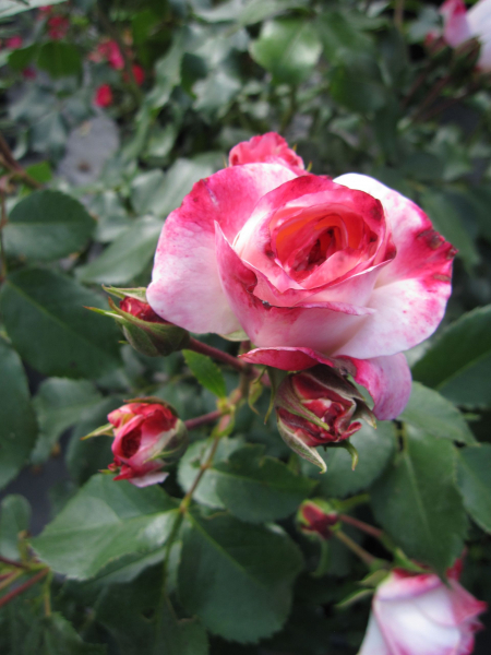Rosa Rosenstadt Freising 2