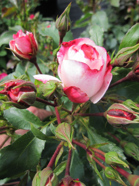 Strauchrose Rosenstadt Freising 5