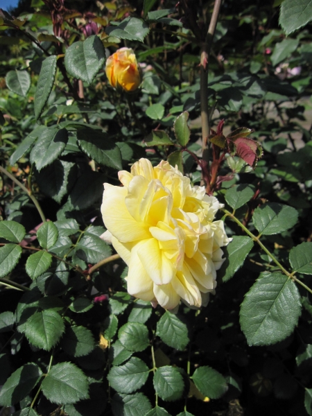 Strauchrose The Poets Wife 3