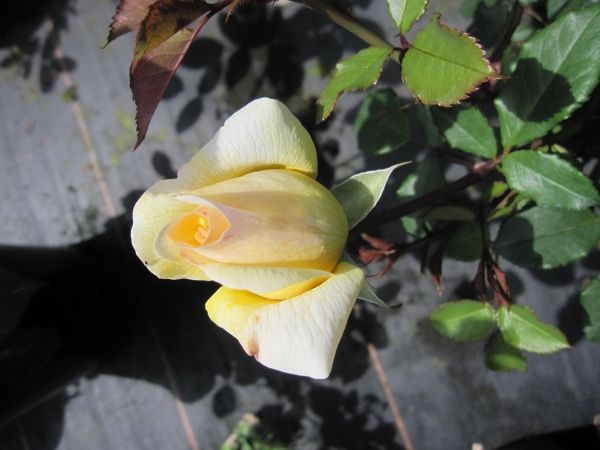 Strauchrose The Poets Wife 2