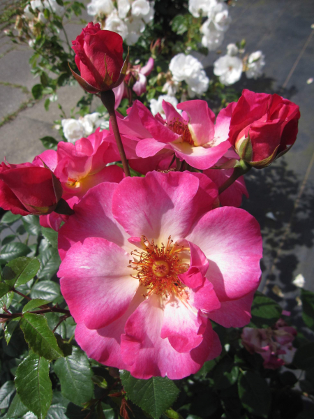 Strauchrose Tourmaline 1