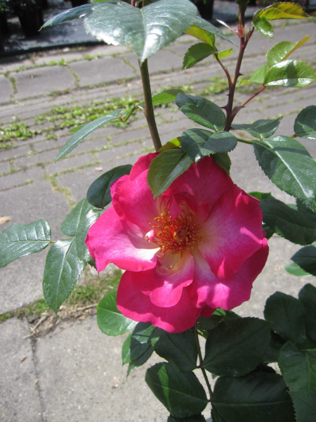 Strauchrose Tourmaline 3