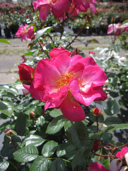 Strauchrose Tourmaline 4