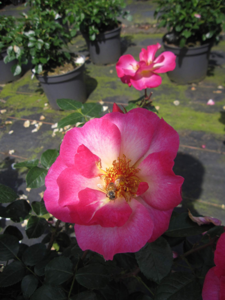 Strauchrose Tourmaline 2