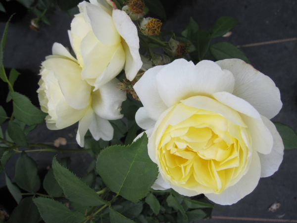Strauchrose Vanessa Bell 3