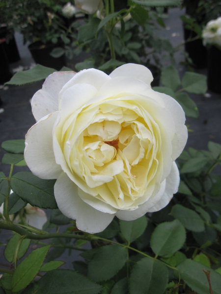 Strauchrose Vanessa Bell 1