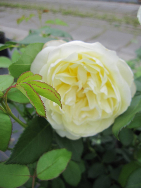 Strauchrose Vanessa Bell 2
