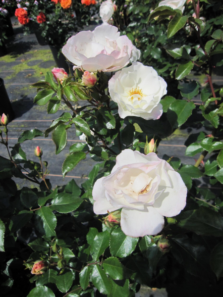 Strauchrose Weiße Wolke 2