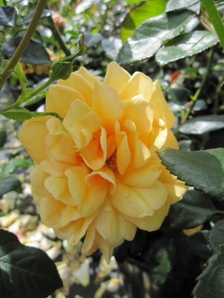 Strauchrosen Pure Gold