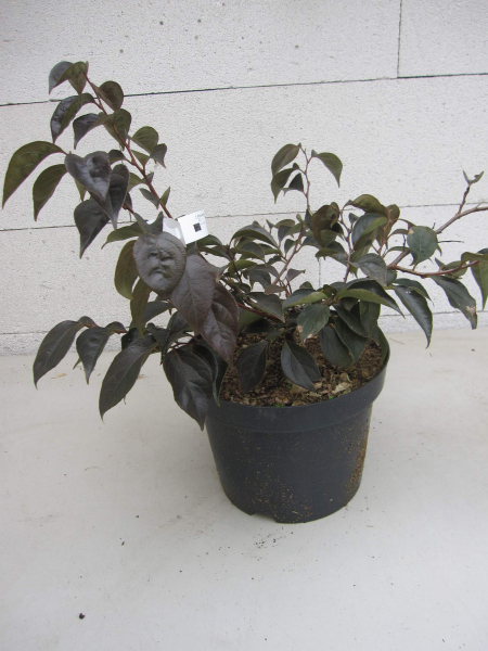 Styrax japonicus Snowbell 3