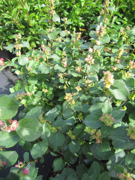 Symphoricarpos orbiculatus Symphony Rave 2
