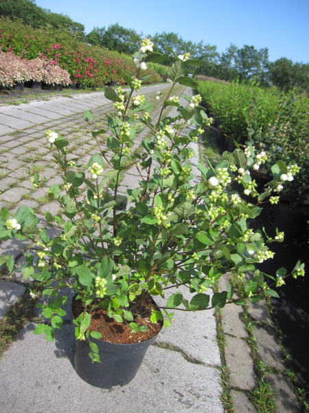 Symphoricarpos orbiculatus Symphony Rock 3