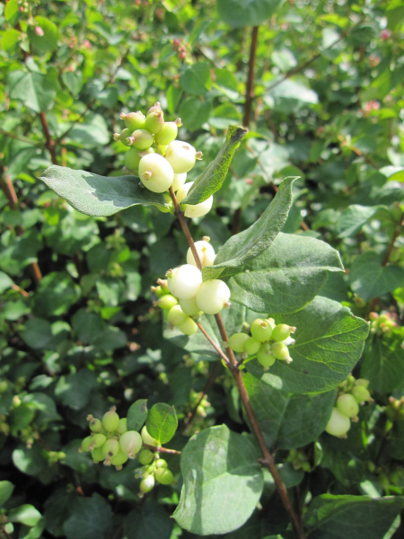 Symphoricarpos orbiculatus Symphony Rock 1