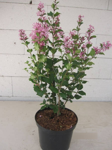 Syringa Pink Perfume