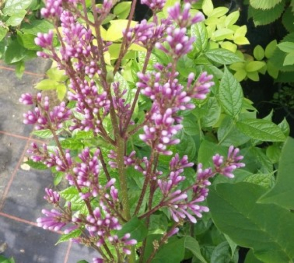 Syringa josikaea 1