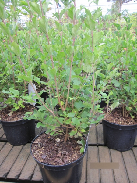 Syringa Red Pixie2