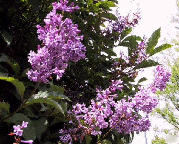 Syringa x prestonia Royalty