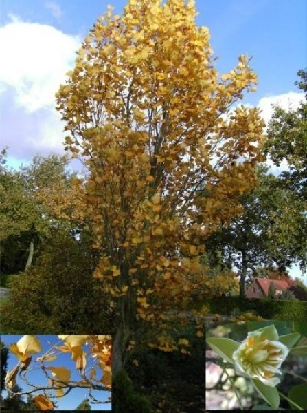 Liriodendron tulipifera fastigiata