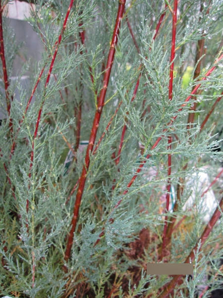 Tamarix ramosissima Hulsdonk White 3