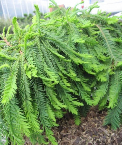 Zwergzypresse Gee Wizz 2