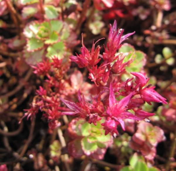 Teppich Pfeffer Purpurteppich 2