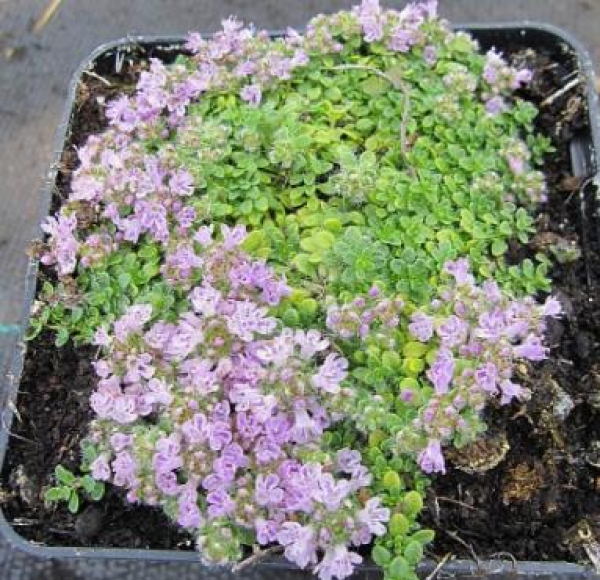 Thymus praecox minor - Teppichthymian-Polsterthymian - ist ein immergrüner und bodendeckender Kleinstrauch mit einem sehr flachen und polsterartigen Wuchs. Er ist hervorragend für Steingärten, Staudenbeete und Rabatte geeignet.