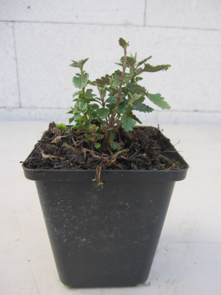 Teucrium chamaedrys 2