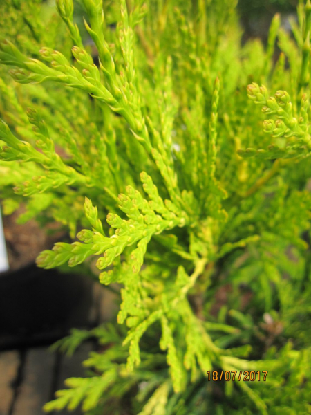 Thuja plicata Yellow Green Giant - gelber Lebensbaum Green Giant | eBay.de