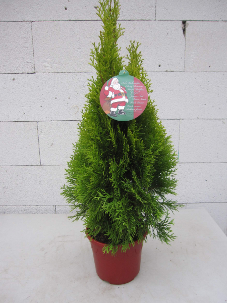 Thuja occidentalis Golden Smaragd 1