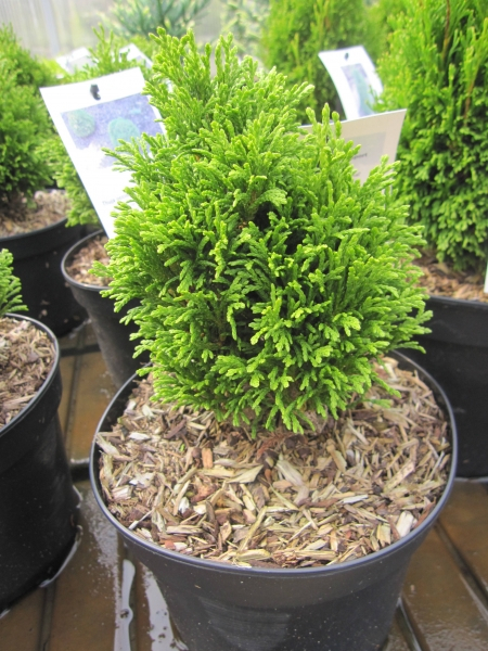Thuja occidentalis Kraznal  2